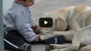 Уникалното отношение на най-милото куче на света към болно дете ще разтопи сърцата ви (ВИДЕО)