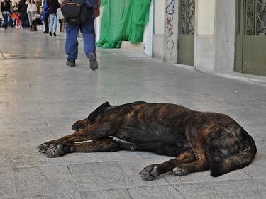 Намалява броят на бездомните кучета в жилищните квартали на столицата