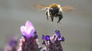 Пчелите не "надушват" цветята заради дизеловите изпарения 