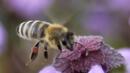 Пловдивчанки учредяват първото женско пчеларско дружество