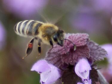 Пловдивчанки учредяват първото женско пчеларско дружество