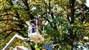 Премахват опасни клони и дървета в София