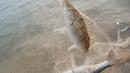 80 метра бракониерски мрежи за костур иззеха от язовир „Ястребино“