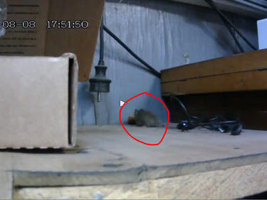 Подлудяващо видео на мишка и нейната плячка 