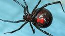 Смъртоносни паяци "изгониха" британци от дома им