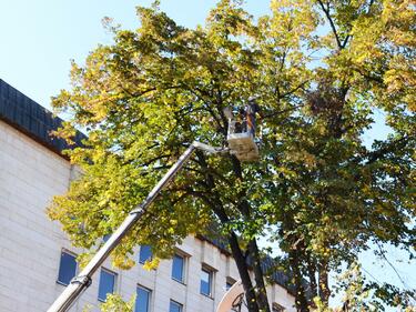 Засаждат нови дървета на ключови софийски булеварди