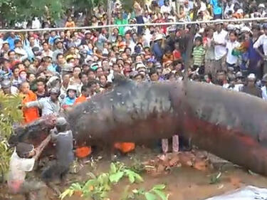 Огромно непознато чудовище шокира цял Виетнам (ВИДЕО)
