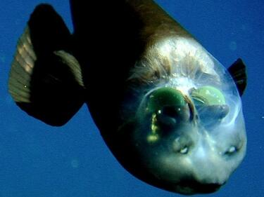 Рибата с най-брутална глава в океана (ВИДЕО/СНИМКИ)