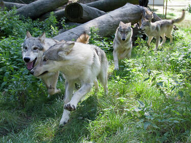 Вълците анализират действията на хората