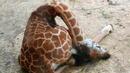 Горкото! Бебе жирафче се самоуби в зоопарк в Египет