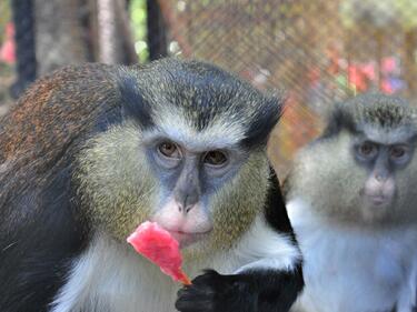 През зимата най-добре е в зоопарка - маймуните там със специално отопление