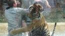 Разярен тигър почти разкъса звероукротител на арената (ВИДЕО 18+)