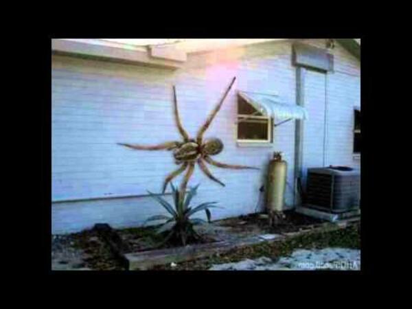 УЖАС: Снимки на огромна 3-метрова тарантула вледениха целия свят!