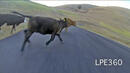 КОШМАР: Девойка на скейт се блъсна със 70 км/ч в крава (ВИДЕО)