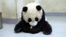 Най-сладкото бебе панда (СНИМКИ)