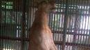 Лъв се обеси в зоопарк в Индонезия (18+)