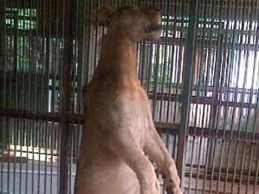 Лъв се обеси в зоопарк в Индонезия (18+)