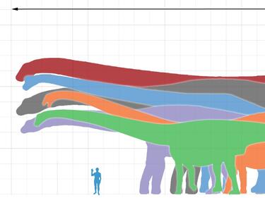Нов вид динозавър разкрива еволюцията на гигантските завроподи