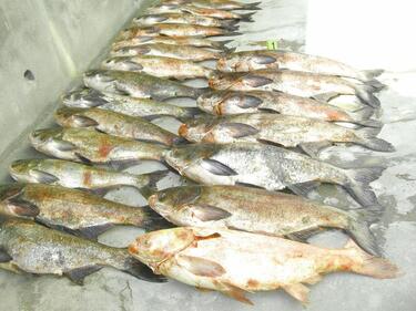 Иззеха 27 килограма риба с неясен произход