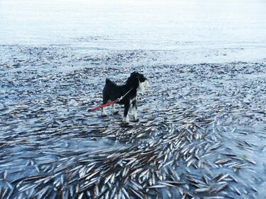 Морето, което замръзна при минус 78 и уби мигновено хиляди риби (СНИМКИ)
