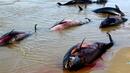 Ужасна екологична катастрофа – десетки мъртви делфини