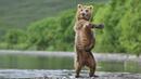 <p>Кадрите били заснети след 40-дневно следене на руските кафяви мечки</p>