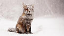 20-те най-изумителни зимни снимки на животни, които ще видите