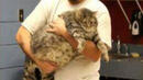 Можете ли да познаете колко тежи тази котка