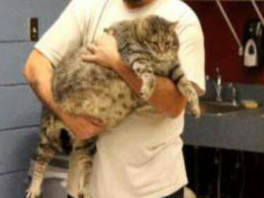 Можете ли да познаете колко тежи тази котка