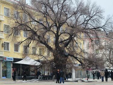 Хайде да направим Старият бряст в Сливен "Европейско дърво на годината"