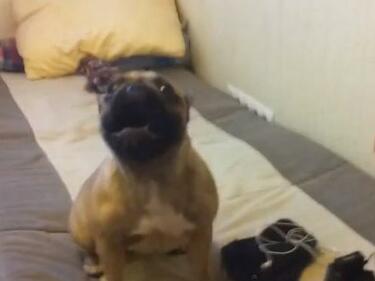 Това куче издава извънземни звуци, които ще ви изумят (ВИДЕО)