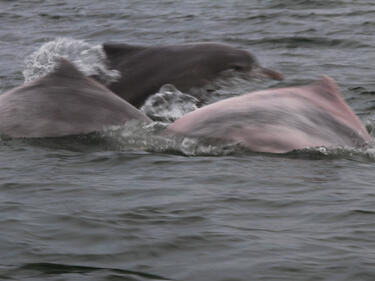 "Зелените" загубиха 3,5 млн. лв. за броене на делфини
