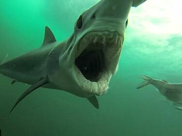 Ето какво е да те нападне акула (ВИДЕО)
