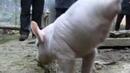 Уникално прасе стана атракция в Китай