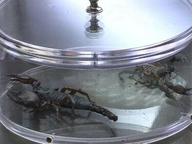 Живи скорпиони мъчат участниците в „Къртицата“
