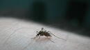 Генномодифицирани комари в борба срещу тропическата треска