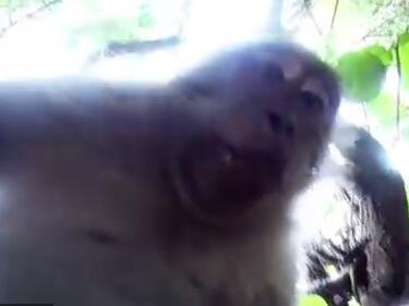 Най-яката маймуна, която сте виждали (ВИДЕО)