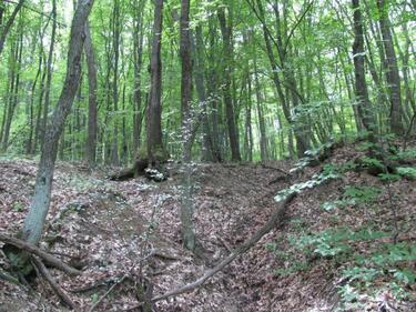 Разложко село си иска гората