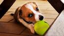 Кучето и неговата топка за тенис - една нестихваща любовна история (СНИМКИ)