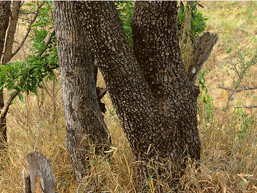Можете ли да намерите леопарда на снимката? (имате 25 секунди)