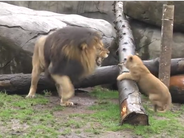 Невероятно сладки лъвчета дразнят баща си (ВИДЕО)