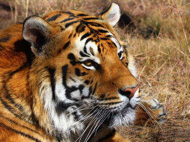 Тигрите в Индия се увеличават

