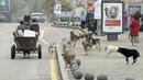 Бездомни кучета от Румъния вилнеят в Силистра