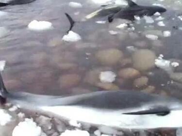 30 делфина попаднаха в леден капан до о-в Нюфаундленд