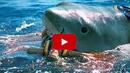 Камера засне ужасяваща атака на акула (ВИДЕО 18+)