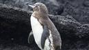 Имплантираха изкуствен клюн на пингвинче в Бразилия