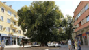 Старият бряст в Сливен - Европейско дърво 2014