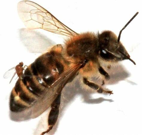 Муха превръща пчелите в зомбита (ВИДЕО/СНИМКИ)