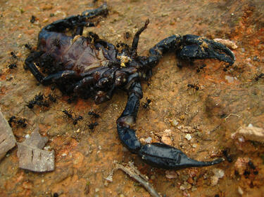 Скорпиони тероризират кюстендилски села