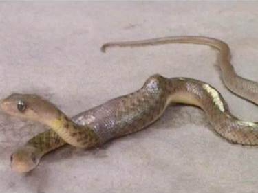 Змия с две глави пропълзя през индийско село
